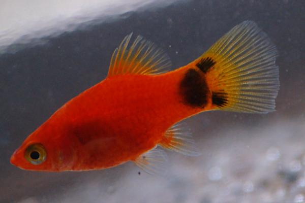 米奇鱼吃水草吗,吃水草但食用量不多