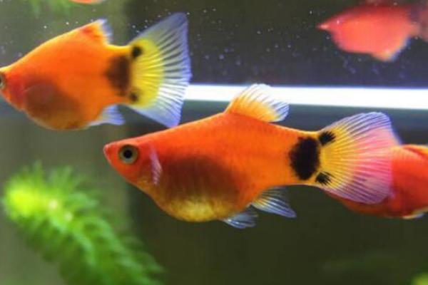 米奇鱼吃水草吗,吃水草但食用量不多