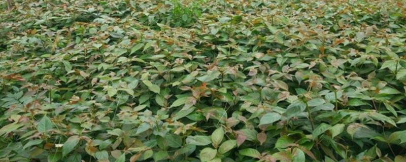 钩藤什么时候种