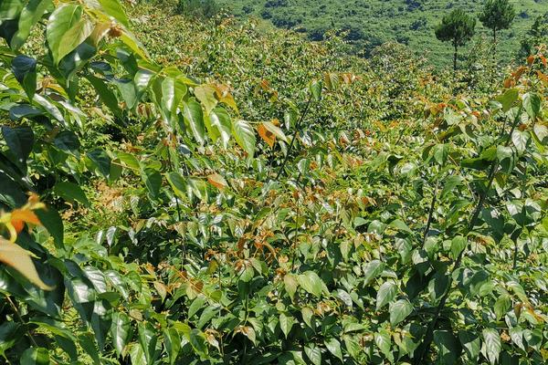 钩藤什么时候种,3-4月底可进行播种