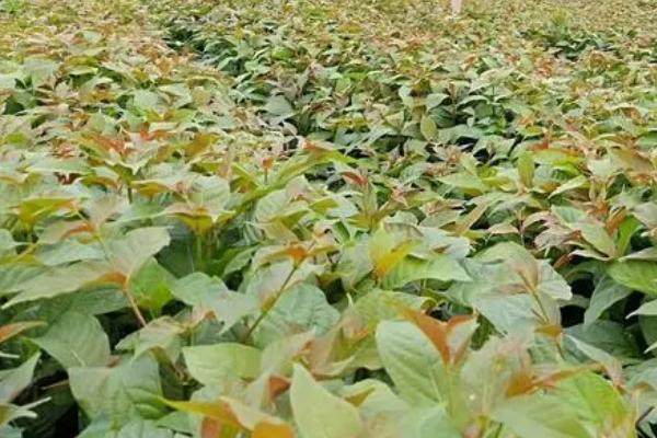 钩藤什么时候种,3-4月底可进行播种