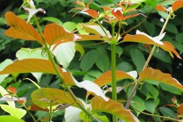 钩藤什么时候种,3-4月底可进行播种