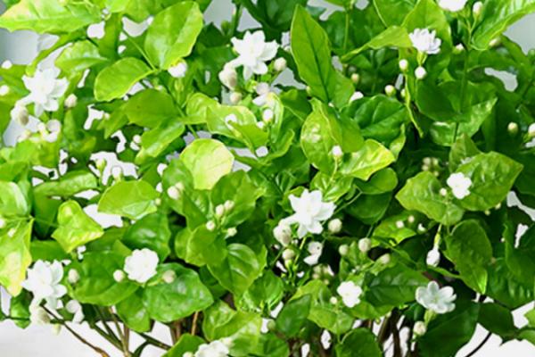 茉莉如何过冬,及时做好防冻措施