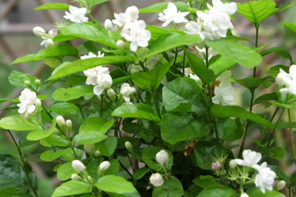 茉莉如何过冬,及时做好防冻措施