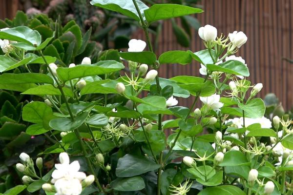 茉莉如何过冬,及时做好防冻措施