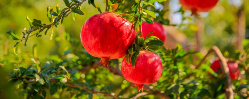 盆栽石榴的种植方法