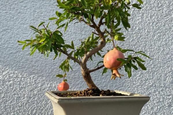 盆栽石榴的种植方法,选择泥瓦盆为好