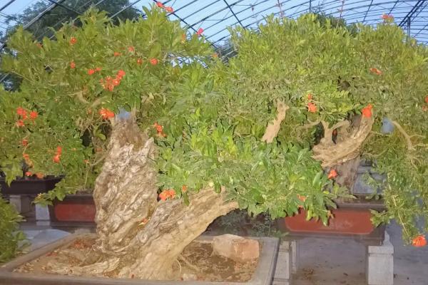 盆栽石榴的种植方法,选择泥瓦盆为好