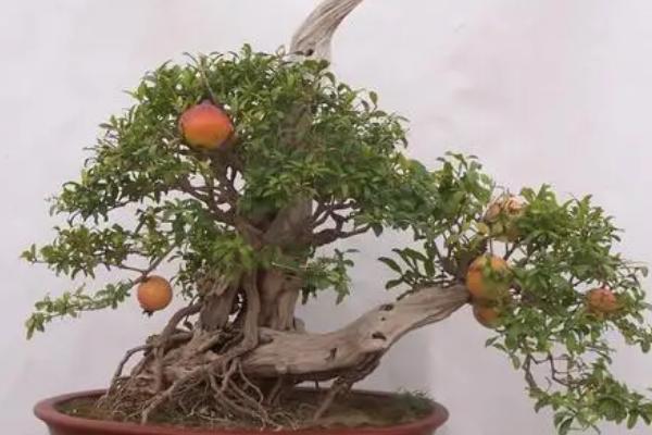 盆栽石榴的种植方法,选择泥瓦盆为好