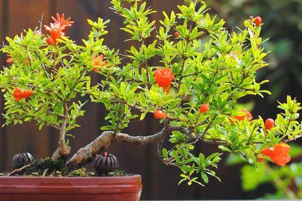 盆栽石榴的种植方法,选择泥瓦盆为好