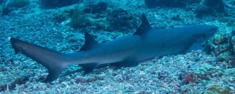 鲨鱼是哺乳动物吗