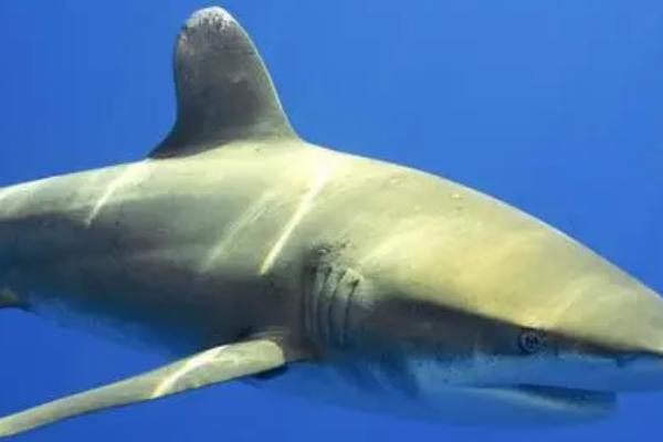 鲨鱼是哺乳动物吗,不是哺乳动物而是鱼类