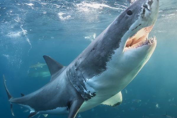 鲨鱼是哺乳动物吗,不是哺乳动物而是鱼类