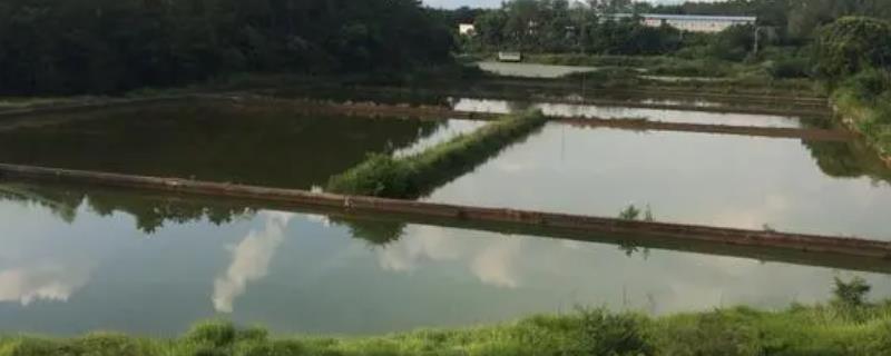 鱼塘的水怎么保持