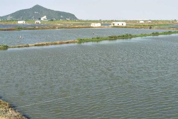 鱼塘的水怎么保持,可换水或者加入生石灰