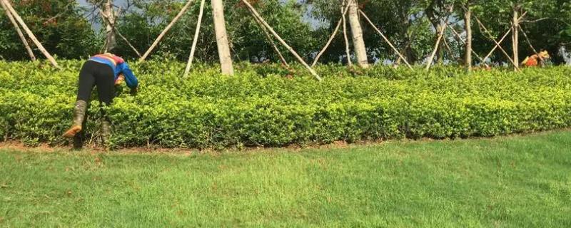 苗圃养护方法及注意事项