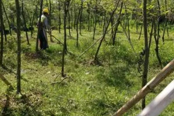 苗圃养护方法及注意事项,速生期浇水要多量少次