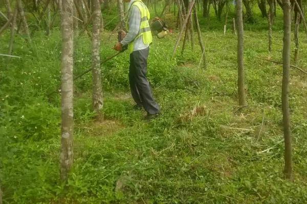 苗圃养护方法及注意事项,速生期浇水要多量少次