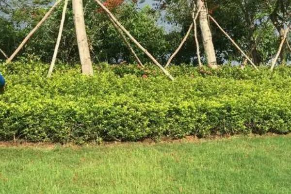 苗圃养护方法及注意事项,速生期浇水要多量少次