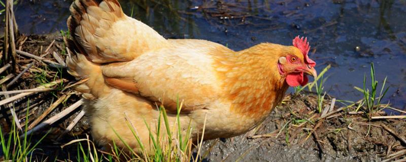 小鸡吃什么食物