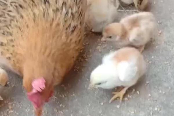 小鸡吃什么食物,不同体格的小鸡投喂不同的食物