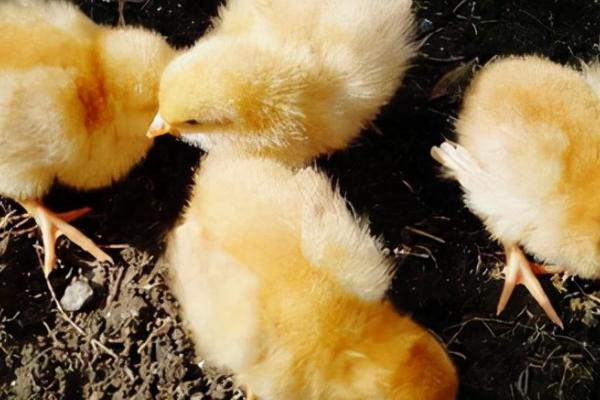 小鸡吃什么食物,不同体格的小鸡投喂不同的食物