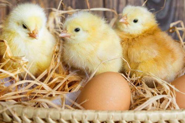 小鸡吃什么食物,不同体格的小鸡投喂不同的食物