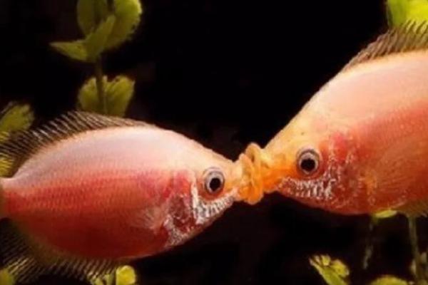 接吻鱼属于卵生还是胎生动物,属于卵生鱼类