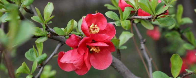 贴梗海棠锈病症状