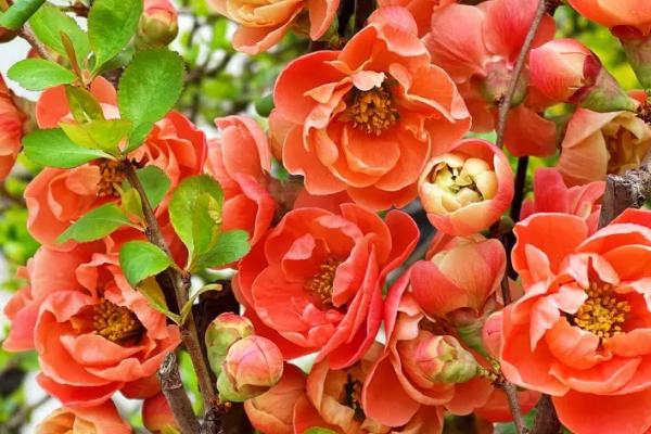 贴梗海棠锈病症状,主要危害贴梗海棠的树叶和枝干