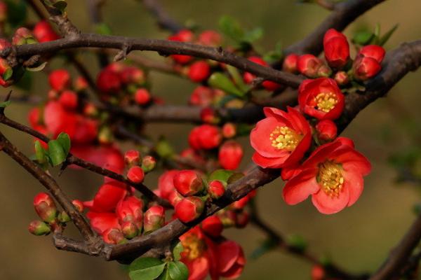 贴梗海棠锈病症状,主要危害贴梗海棠的树叶和枝干