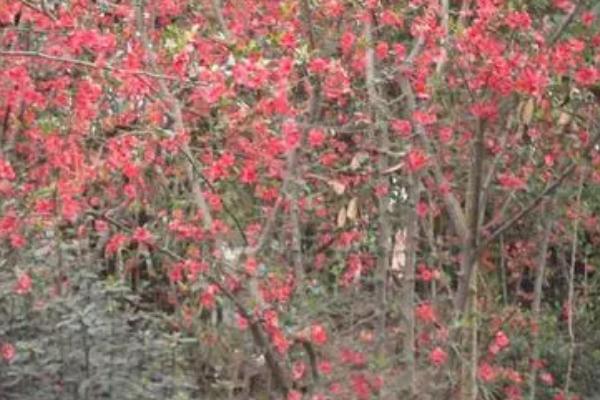 贴梗海棠锈病症状,主要危害贴梗海棠的树叶和枝干