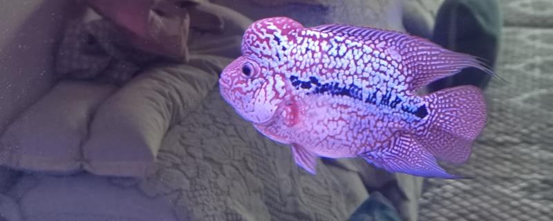 德萨斯金花罗汉鱼好不好养