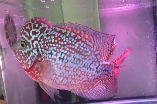 德萨斯金花罗汉鱼好不好养,难度不大可尝试饲养