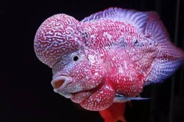 德萨斯金花罗汉鱼好不好养,难度不大可尝试饲养