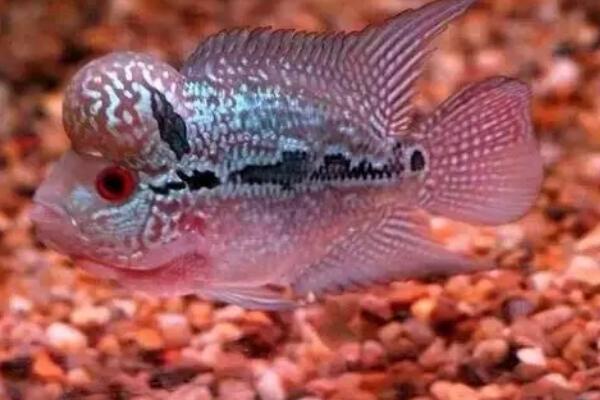 德萨斯金花罗汉鱼好不好养,难度不大可尝试饲养