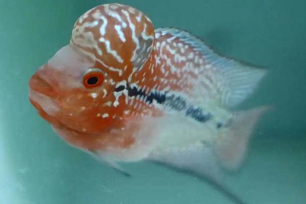 德萨斯金花罗汉鱼好不好养,难度不大可尝试饲养