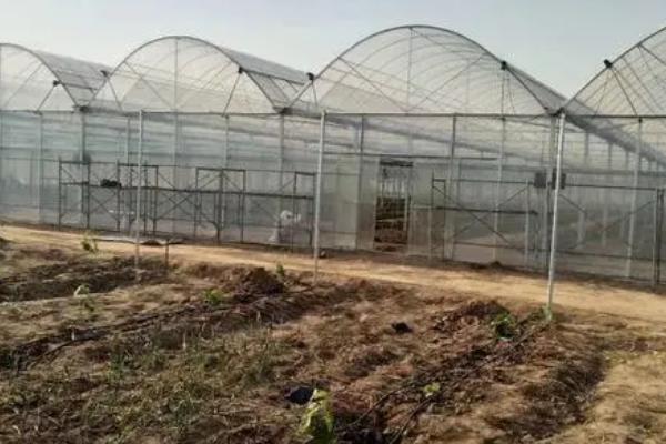 冬季大棚加温方式,可多层覆盖或起垄栽培
