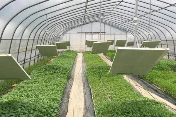 冬季大棚加温方式,可多层覆盖或起垄栽培