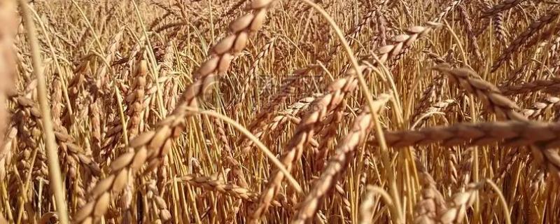 中麦533品种简介