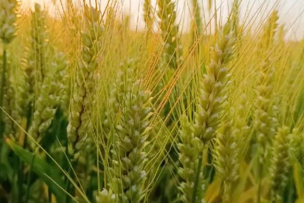 中麦533品种简介,播种期是9月28日-10月5日