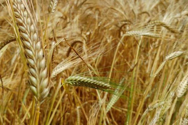 中麦533品种简介,播种期是9月28日-10月5日