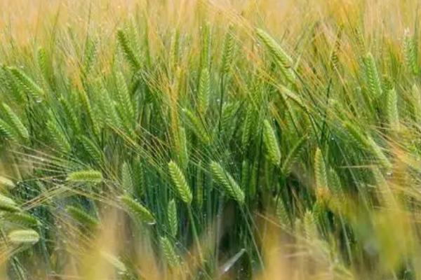 中麦533品种简介,播种期是9月28日-10月5日