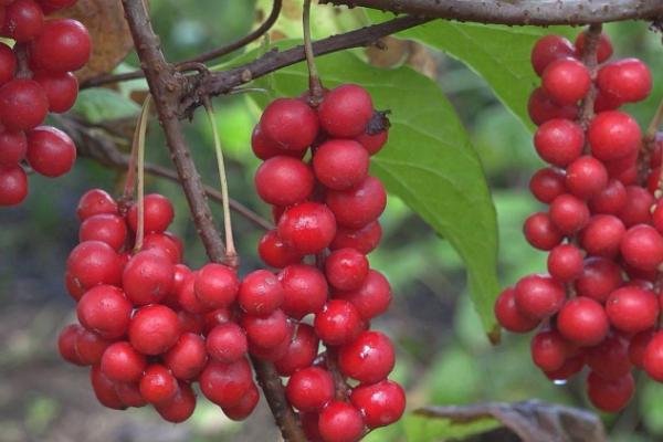 五味子的管理技术,生长期需要足够的水分和营养