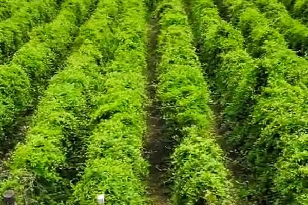 五味子的管理技术,生长期需要足够的水分和营养