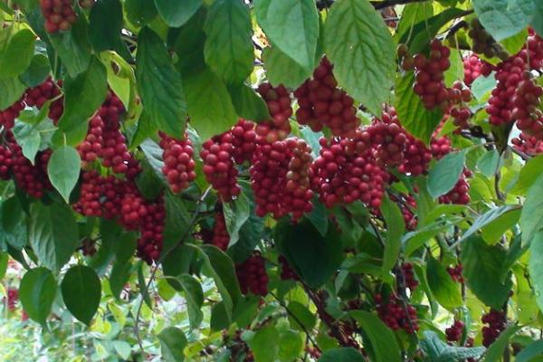 五味子的管理技术,生长期需要足够的水分和营养