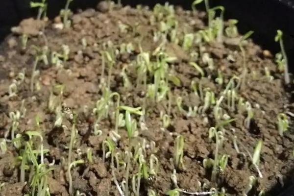 香菜种子发芽所需时间，一般需要7-10天左右