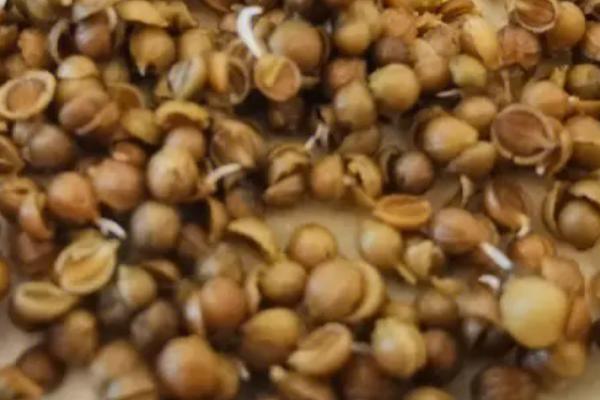 香菜种子发芽所需时间，一般需要7-10天左右