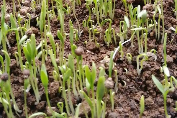 香菜种子发芽所需时间，一般需要7-10天左右