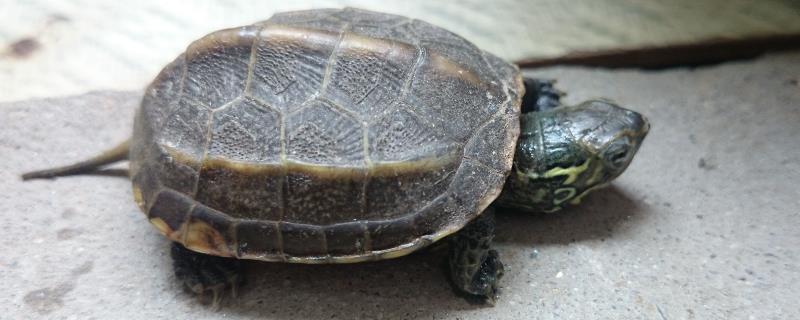 乌龟会不会咬人